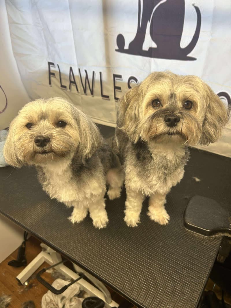 Two small terrier-cross dogs standing side by side on the grooming table in the salon