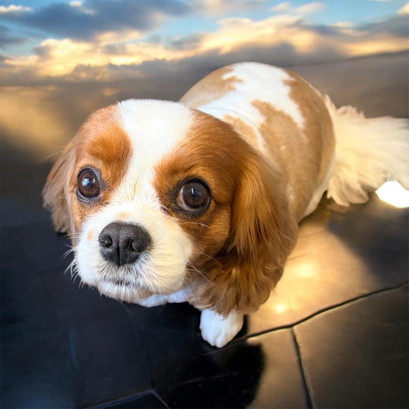 A freshly groomed Cavalier King Charles Spaniel looking up at the camera after its groom