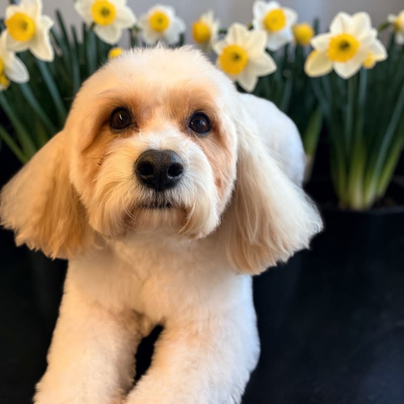 A neatly groomed small terrier standing after its haircut