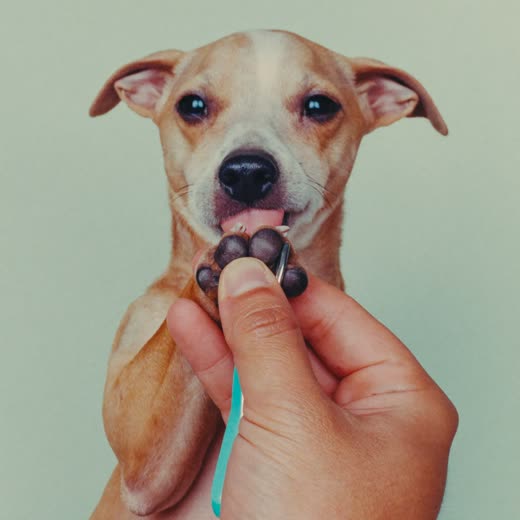 A dog's paw having its nails trimmed