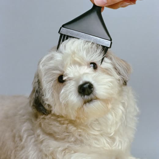 A fluffy dog being blow-dried after a bath